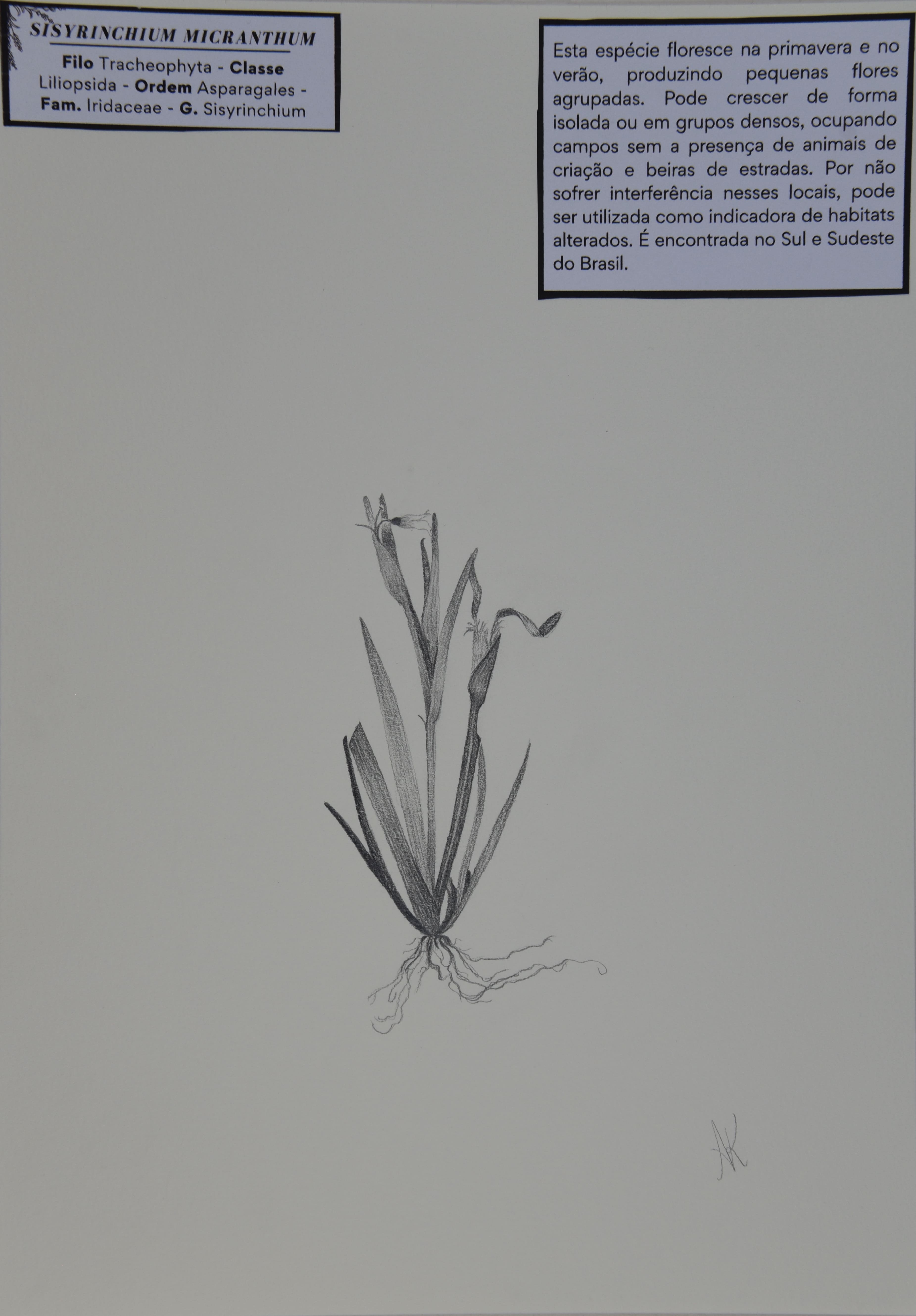 Obra 39 - Canchalágua